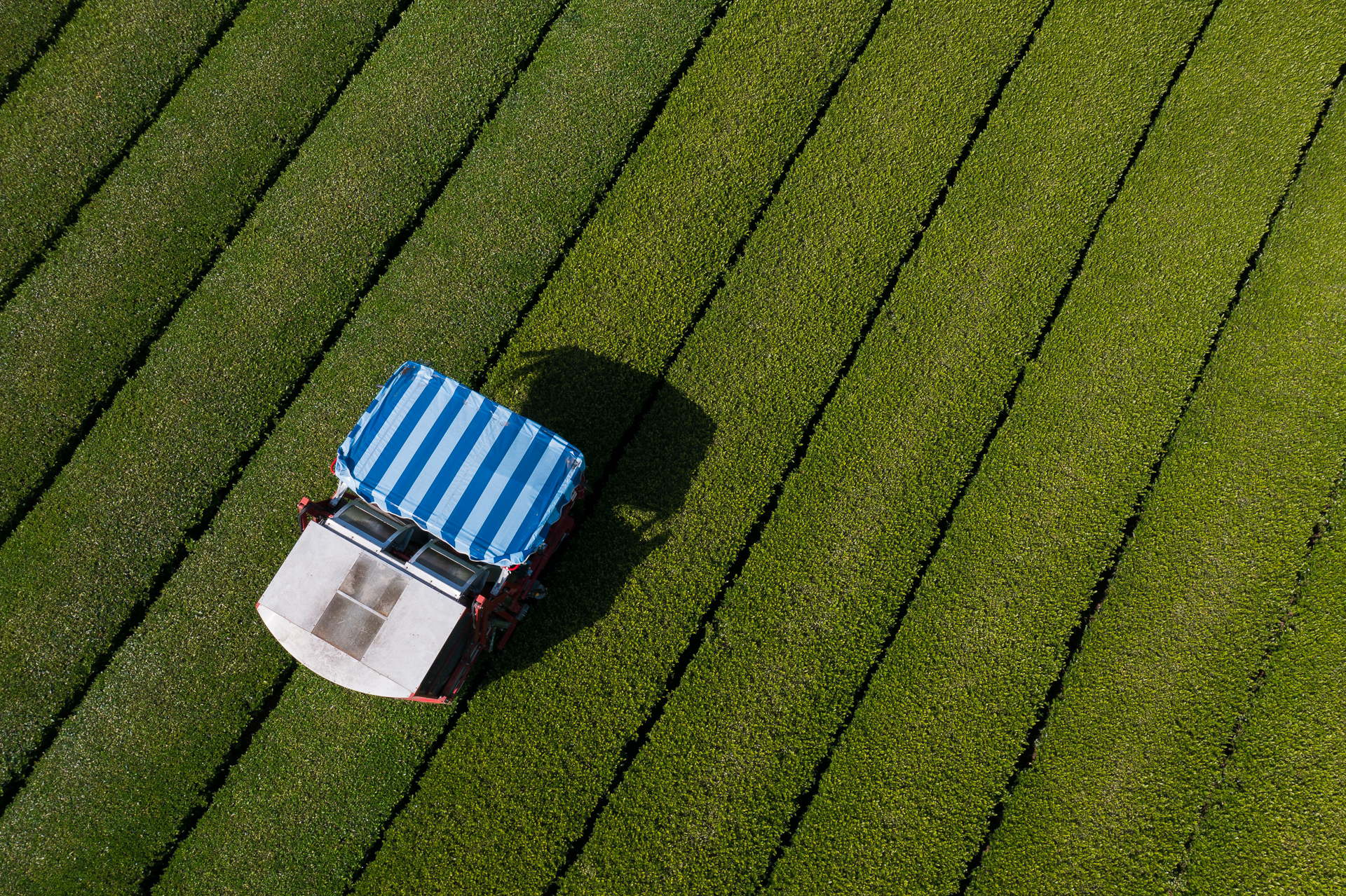 Japanese tea field